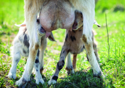Two little goatlings, suckling goat drinking milk from its mother's teat, it is nursing from&hellip;